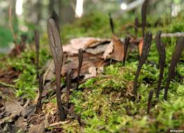 Attēlu rezultāti vaicājumam “Geoglossum sp.”