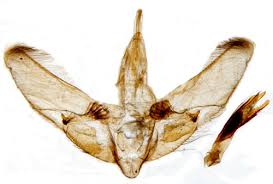 Attēlu rezultāti vaicājumam “Anania lancealis”