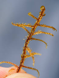 Attēlu rezultāti vaicājumam “Hamatocaulis vernicosus”