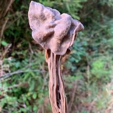 Attēlu rezultāti vaicājumam “Helvella”