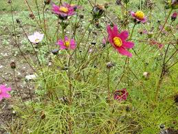 Image result for Cosmos bipinnatus