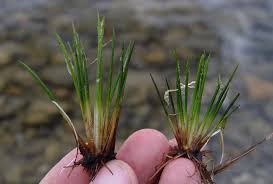 Attēlu rezultāti vaicājumam “Isoetaceae”