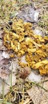 Image result for cestoda excrement dog