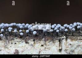 Attēlu rezultāti vaicājumam “Didymium nigripes stalked”