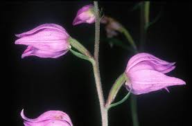 Attēlu rezultāti vaicājumam “Cephalanthera rubra bud”