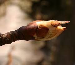 Attēlu rezultāti vaicājumam “Pyrus communis bud”