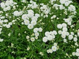 Attēlu rezultāti vaicājumam “Achillea salicifolia”