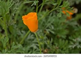 Attēlu rezultāti vaicājumam “Eschscholzia californica leaf”