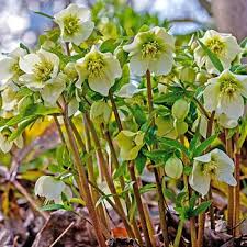Attēlu rezultāti vaicājumam “Helleborus niger”