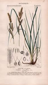 Attēlu rezultāti vaicājumam “Carex cespitosa”