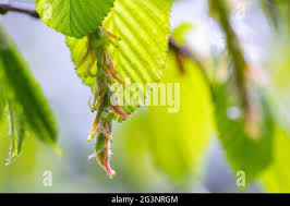 Attēlu rezultāti vaicājumam “Carpinus betulus female flower”