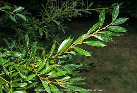 Attēlu rezultāti vaicājumam “Salix daphnoides leaf”