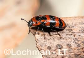 Attēlu rezultāti vaicājumam “Erotylidae”