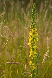 Attēlu rezultāti vaicājumam “Verbascum nigrum flower”