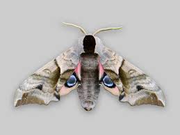 Attēlu rezultāti vaicājumam “Smerinthus ocellata”