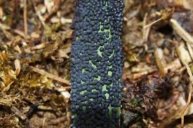 Attēlu rezultāti vaicājumam “Physarum obscurum sessile”