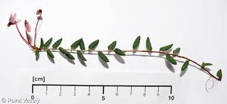 Attēlu rezultāti vaicājumam “Oxycoccus palustris”