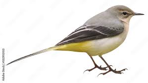 Attēlu rezultāti vaicājumam “Motacilla cinerea”