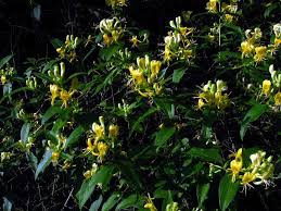 Attēlu rezultāti vaicājumam “Lonicera ferdinandii”