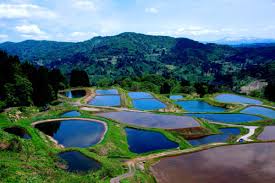 Image result for tanada