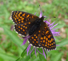 Attēlu rezultāti vaicājumam “Mellicta athalia”