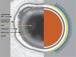 Attēlu rezultāti vaicājumam “Enteridium corticatum spores”