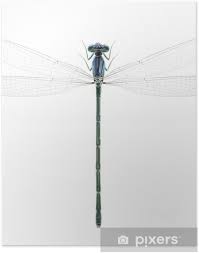 Attēlu rezultāti vaicājumam “Enallagma cyathigerum female”