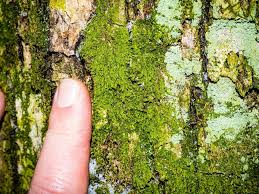 Attēlu rezultāti vaicājumam “Lejeunea cavifolia”