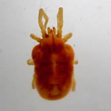 Attēlu rezultāti vaicājumam “Trombidiidae”