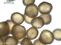 Attēlu rezultāti vaicājumam “Pleuridium subulatum”