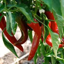 Afbeeldingsresultaat voor numex sandia hot pepper