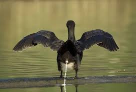 Attēlu rezultāti vaicājumam “Phalacrocorax carbo”