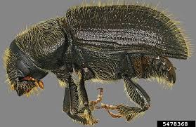 Attēlu rezultāti vaicājumam “Dianema depressum macro”