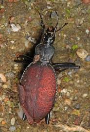 Attēlu rezultāti vaicājumam “Carabus arcensis”