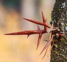 Attēlu rezultāti vaicājumam “Gleditsia triacanthos”