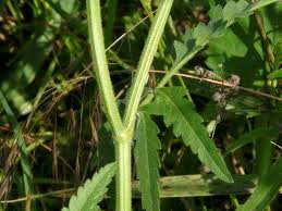 Attēlu rezultāti vaicājumam “Torilis japonica leaf”