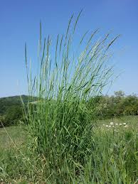 Attēlu rezultāti vaicājumam “Arrhenatherum elatius”