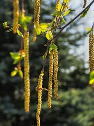 Attēlu rezultāti vaicājumam “Betula humilis female flower”