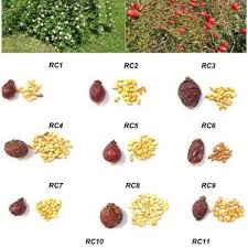 Attēlu rezultāti vaicājumam “Rosa subcanina fruit”
