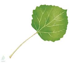 Attēlu rezultāti vaicājumam “Populus tremula”