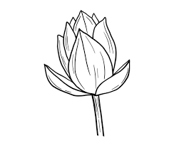 Attēlu rezultāti vaicājumam “Lotus sp. bud”