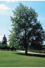 Attēlu rezultāti vaicājumam “Tilia americana”