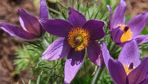 Attēlu rezultāti vaicājumam “Pulsatilla vulgaris flower”