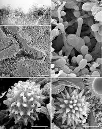 Attēlu rezultāti vaicājumam “Pachyphloeus melanoxanthus”