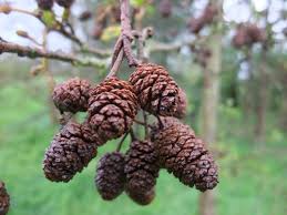 Attēlu rezultāti vaicājumam “Alnus glutinosa”