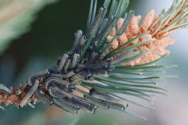 Attēlu rezultāti vaicājumam “Diprion pini female”