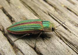 Attēlu rezultāti vaicājumam “Gaurotes virginea”