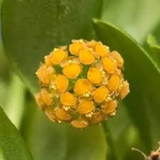 Attēlu rezultāti vaicājumam “Bryum funkii macro”