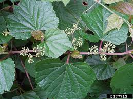 Attēlu rezultāti vaicājumam “Ampelopsis glandulosa var. brevipedunculata”