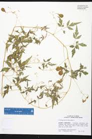 Attēlu rezultāti vaicājumam “Callicladium haldanianum sporophyte”